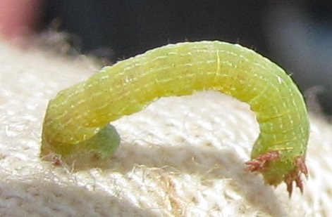 ava caterpillr.jpg